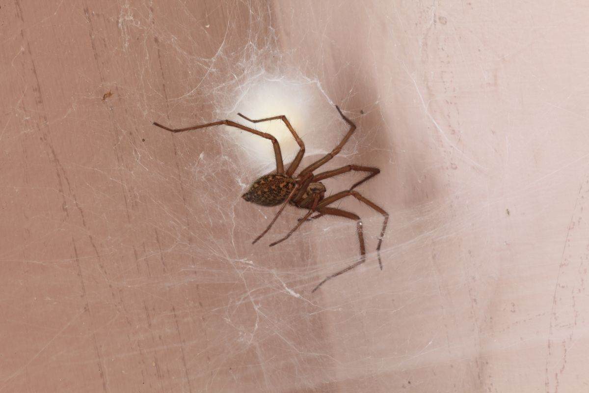 Trucchi per allontanare i ragni