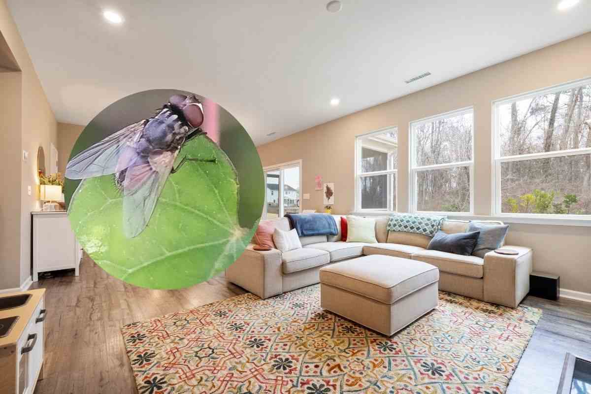 mosche in casa come eliminarle