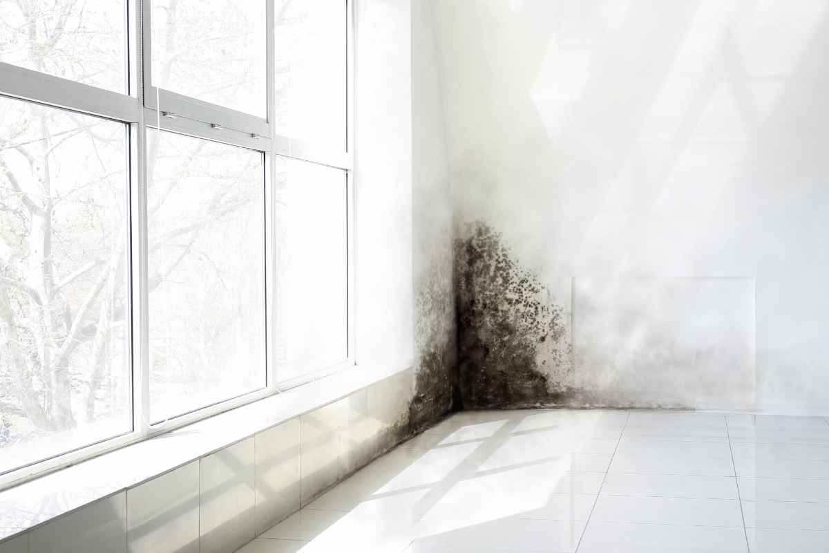 Addio muffa e aloni per sempre: il segreto degli esperti per eliminare l’umidità