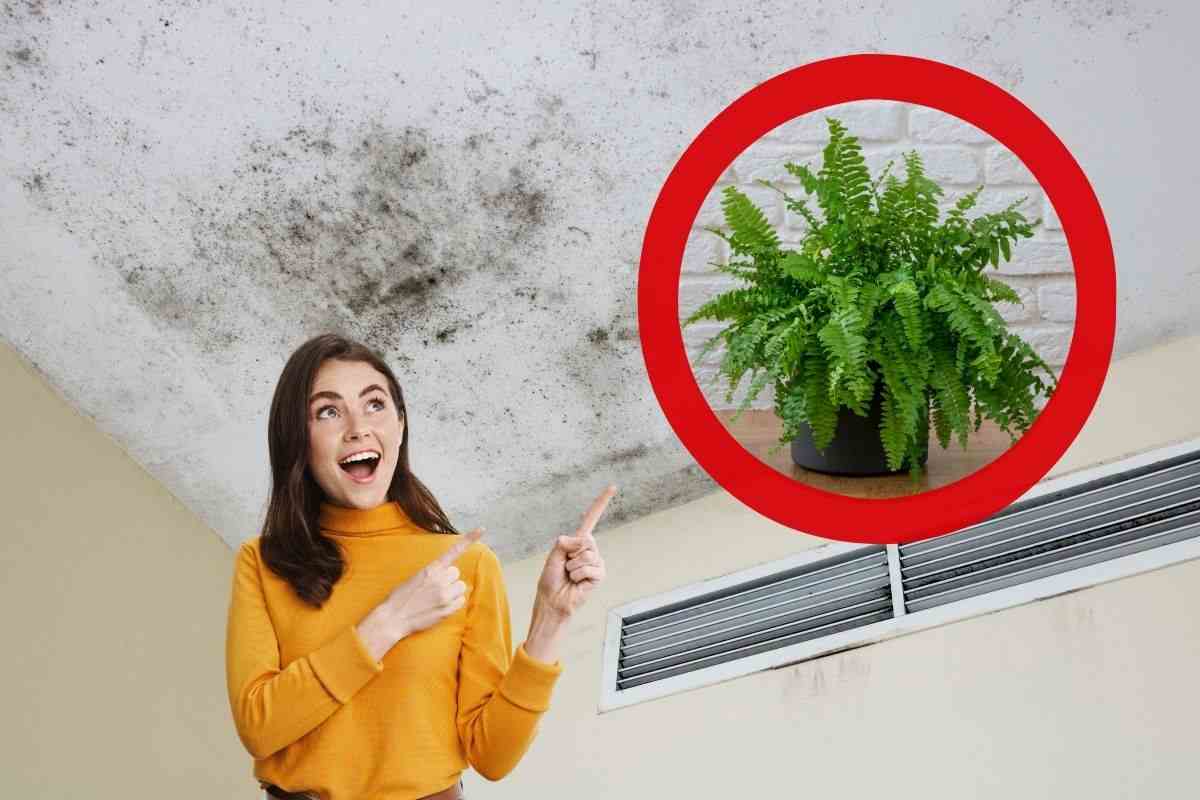 combatti la muffa con questa pianta