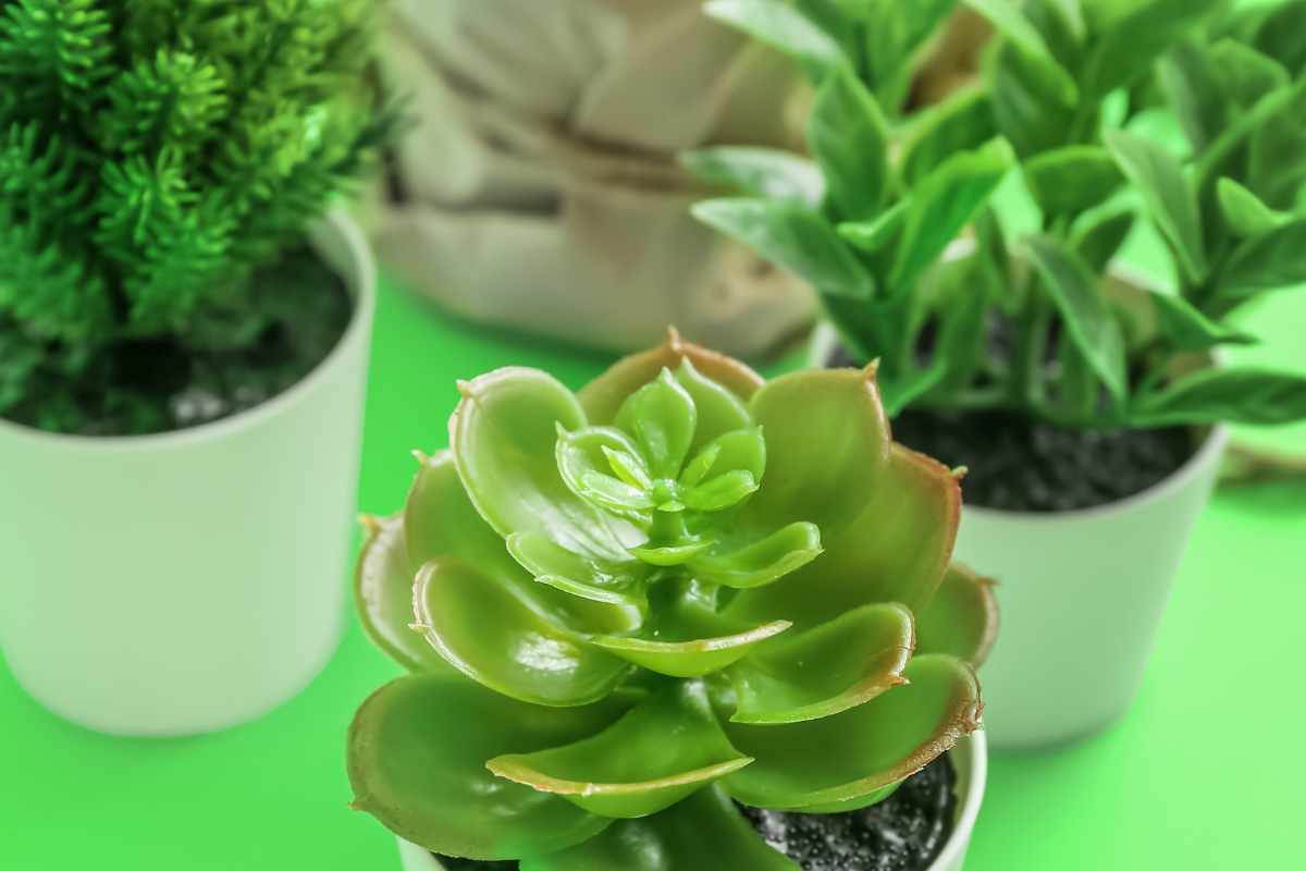 Piante artificiali, decorative in casa ma cumuli di polvere