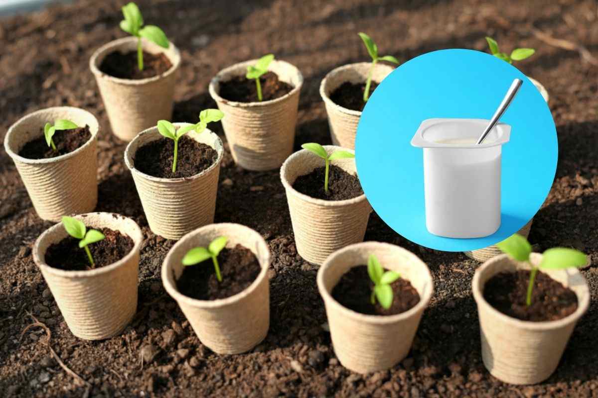 vasetti yogurt usali per le piantine del tuo balcone
